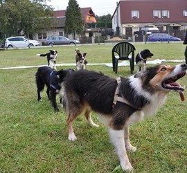 Psí agility MONT AGI Hulín