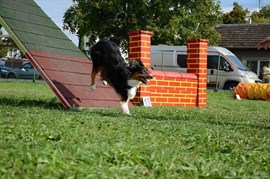 Psí agility MONT AGI 2015